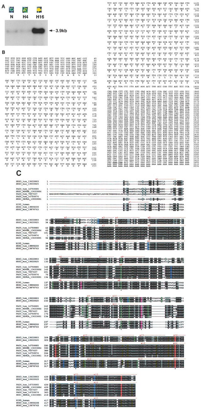 Identification Of A Novel Stress Responsive Gene Hi95 Involved In Regulation Of Cell Viability Oncogene