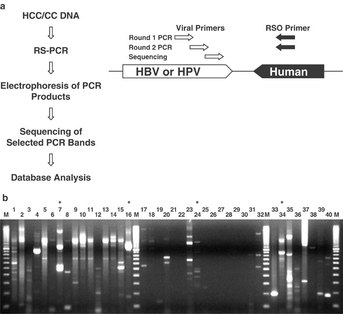 Human papillomavirus and liver cancer. Referințe bibliografice pe an Human papillomavirus liver