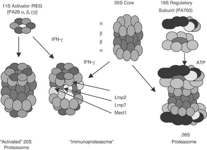 The role of the ubiquitin/proteasome system in cellular responses to  radiation | Oncogene