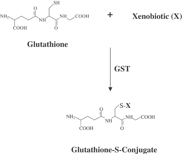 The Role Of Glutathione S Transferase In Anti Cancer Drug Resistance Oncogene