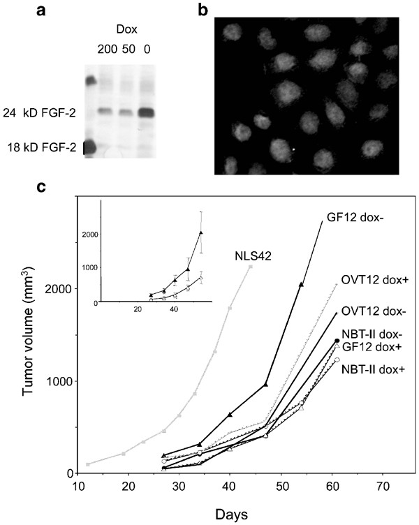 Nuclear FGF-2 facilitates cell survival in vitro and during establishment  of metastases | Oncogene