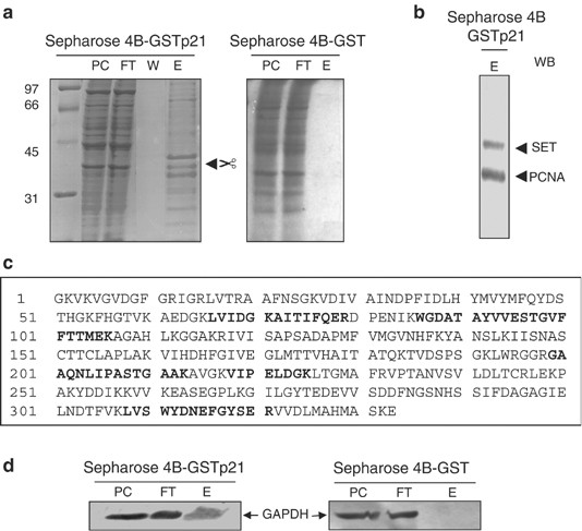 Glyceraldehyde 3-phosphate dehydrogenase is a SET-binding protein and  regulates cyclin B-cdk1 activity | Oncogene