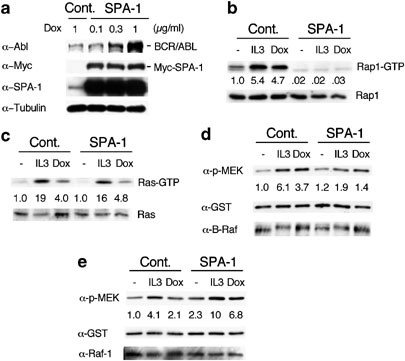 r Abl And Il 3 Activate Rap1 To Stimulate The B Raf Mek Erk And Akt Signaling Pathways And To Regulate Proliferation Apoptosis And Adhesion Oncogene
