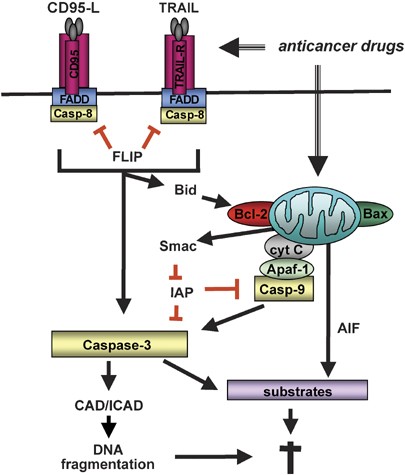 Extrinsic versus intrinsic apoptosis pathways in anticancer chemotherapy |  Oncogene