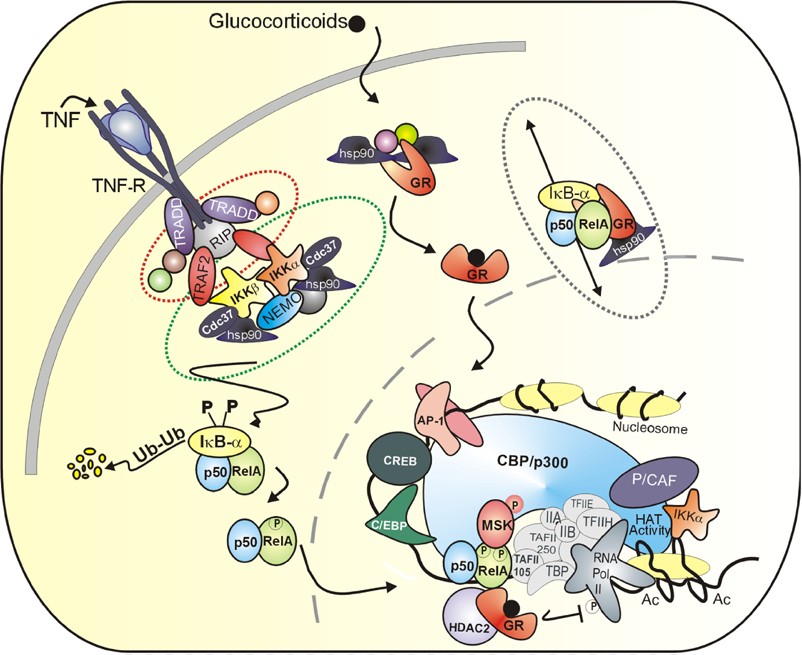 Cross Talk Between Nuclear Receptors And Nuclear Factor Kb Oncogene
