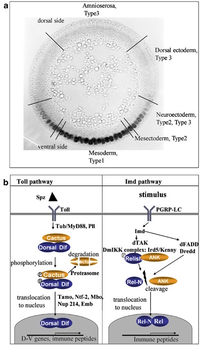 Nuclear factor-kappa B pathways in Drosophila | Oncogene