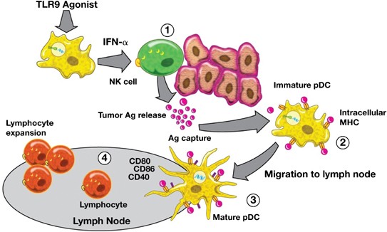 Toll-like receptor 9 (TLR9) agonists in the treatment of cancer | Oncogene