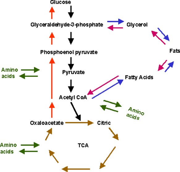 Fatty acid oxidation pathway control state - Bioblast