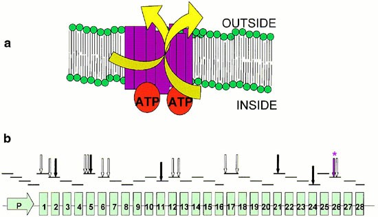 multidrug resistance protein 1 glutathione Polymorphisms in the ABC drug transporter gene MDR1 Ehlers-Danlos Syndrome - UF
