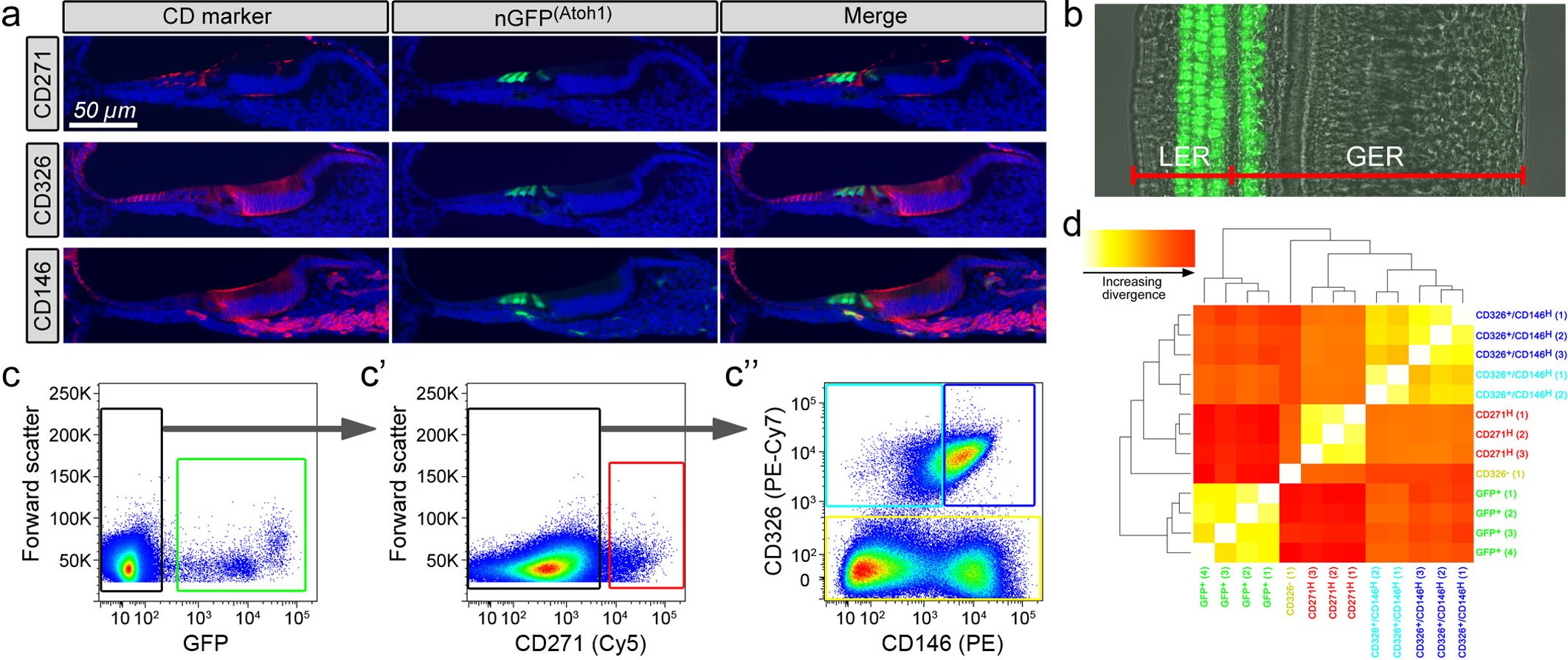 Drug-Like Molecules Regenerate Hair Cell-Like Cells in Adult Mice — Hearing  Health Foundation