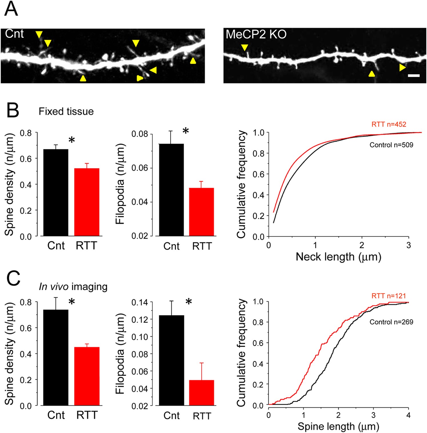 Dendritic spine formation and synapse maturation in transcription