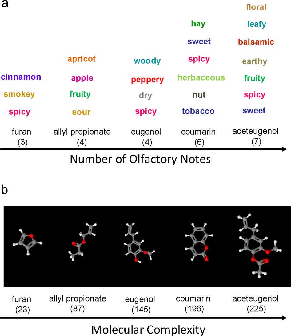 Molecular complexity determines the number of olfactory notes and the  pleasantness of smells | Scientific Reports