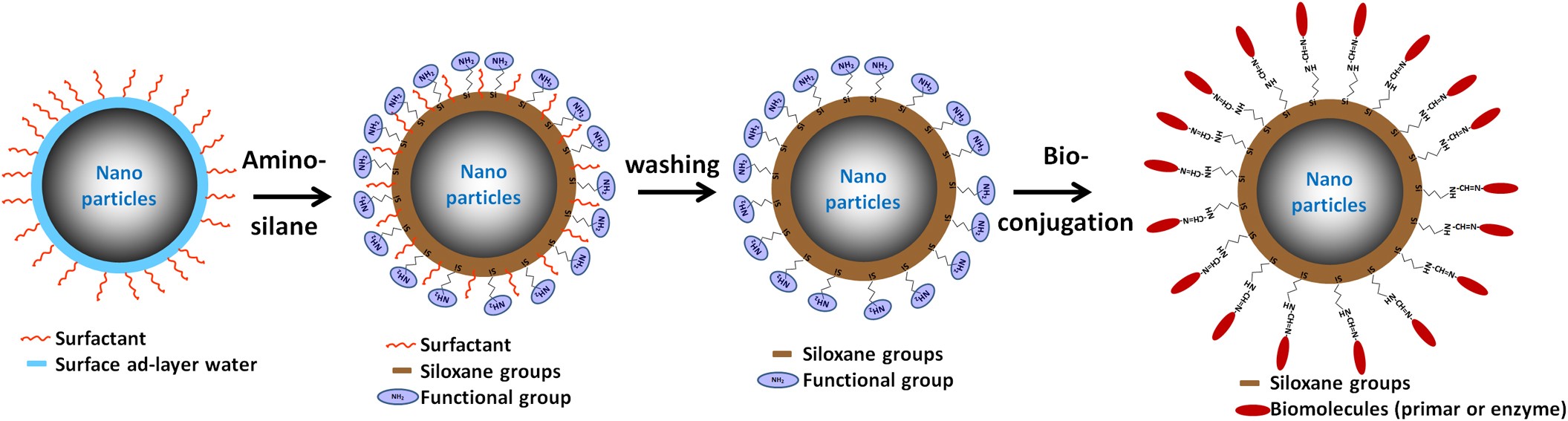 Surface engineering of nanoparticles in suspension for particle based  bio-sensing | Scientific Reports