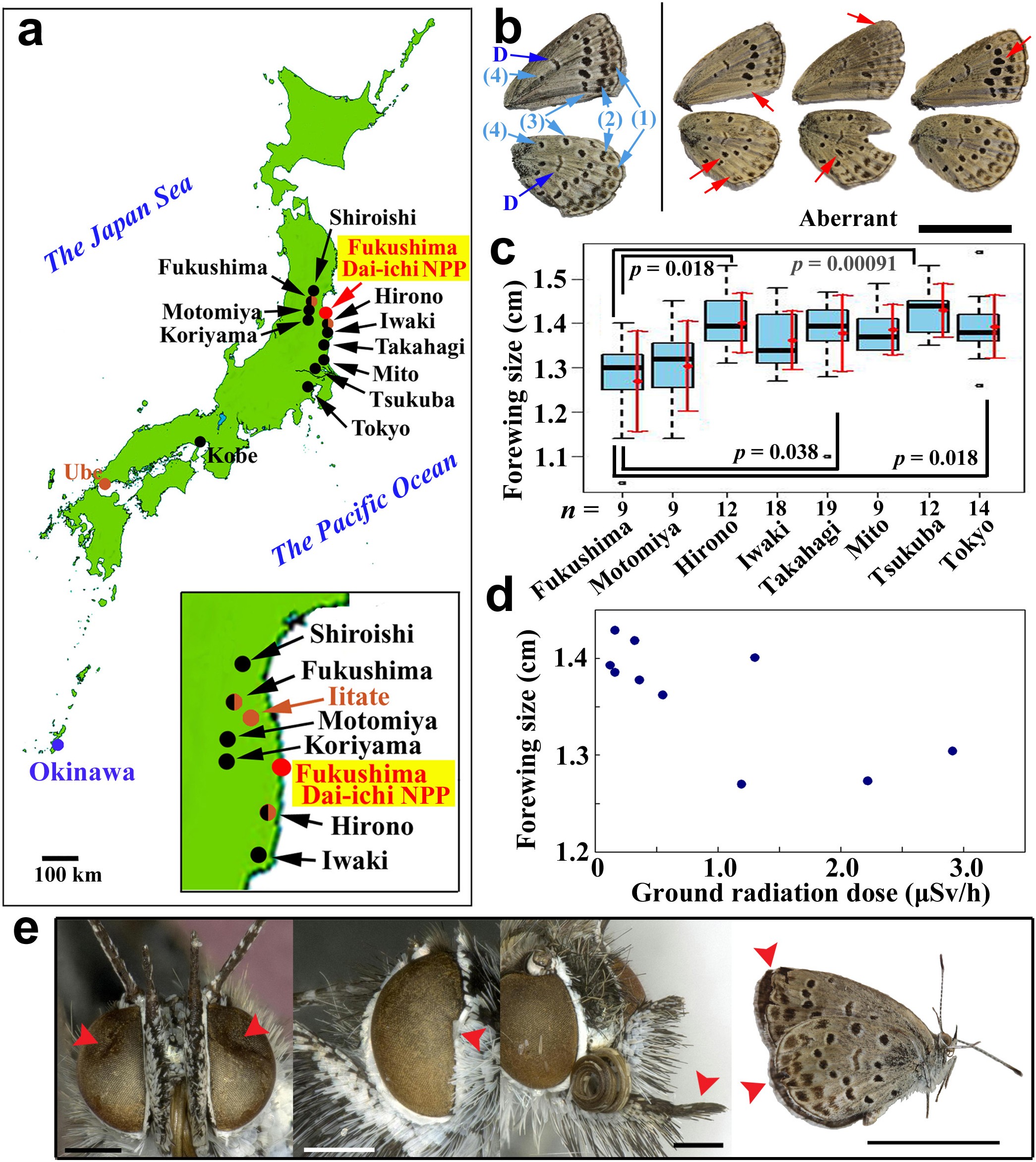The biological impacts of the Fukushima nuclear accident on the pale grass  blue butterfly | Scientific Reports