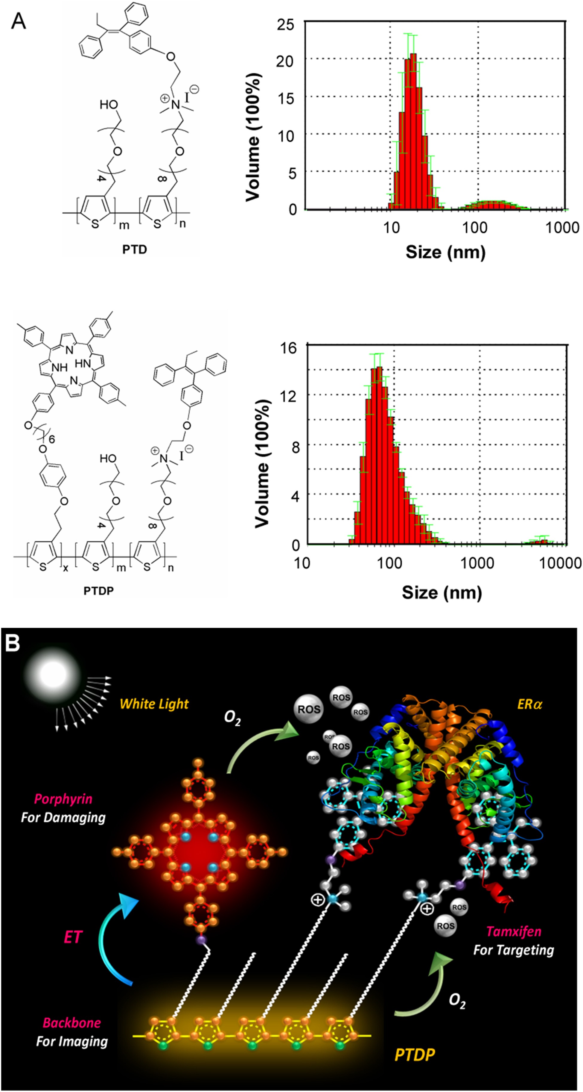 Polymer Drug Conjugates For Intracellar Molecule Targeted Photoinduced Inactivation Of Protein And Growth Inhibition Of Cancer Cells Scientific Reports
