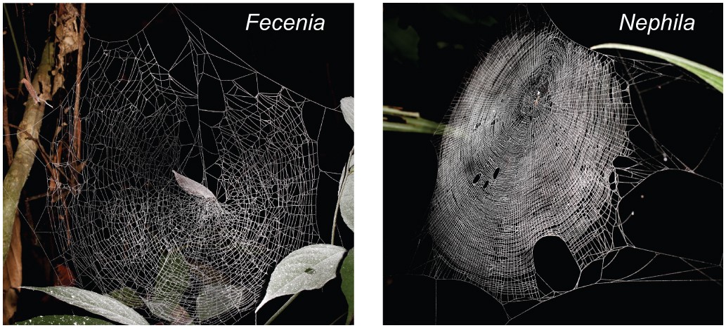 Sticky Science: the Evolution of Spider Webs