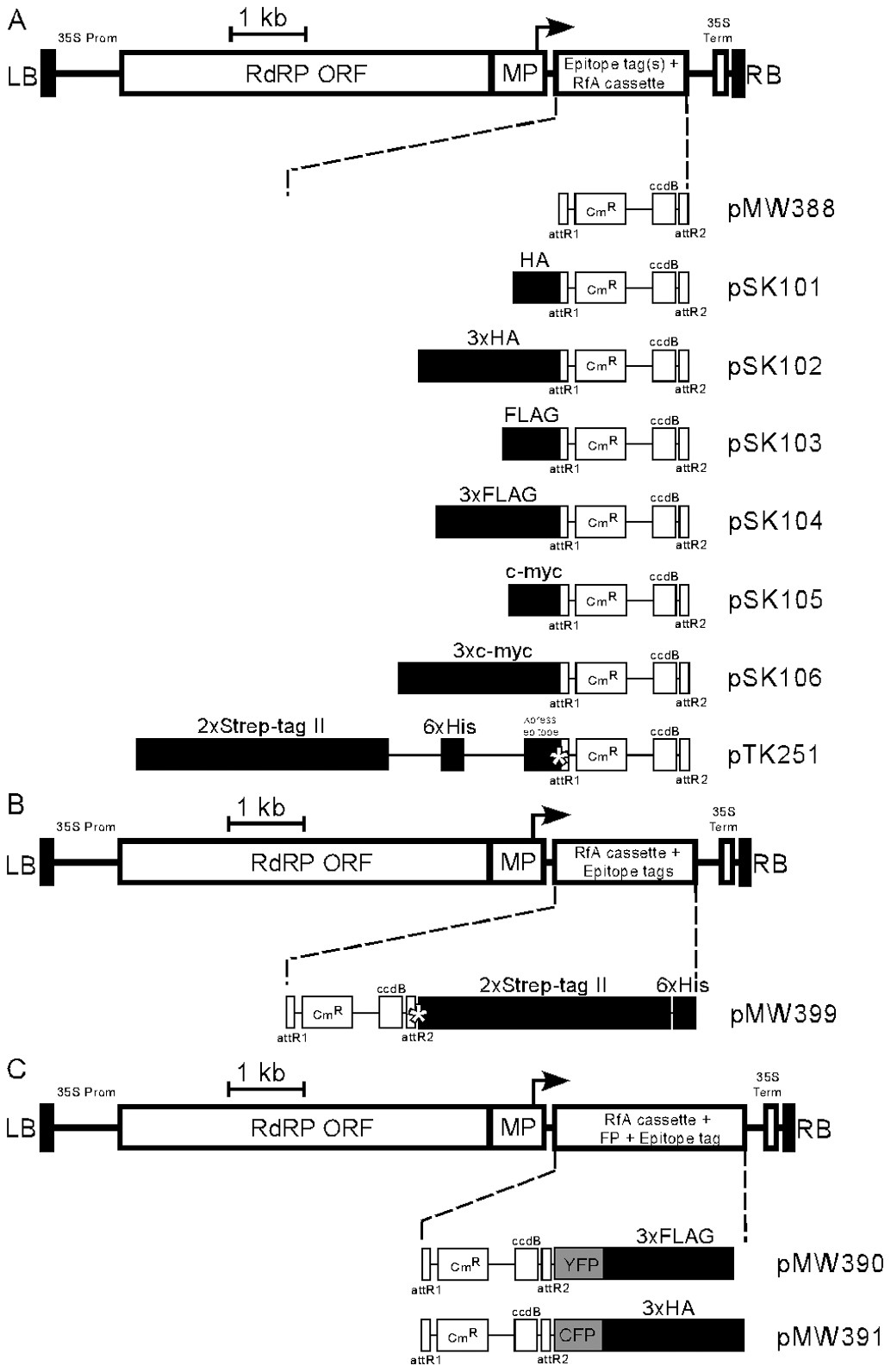 TMV-Gate vectors: Gateway compatible tobacco mosaic virus based expression  vectors for functional analysis of proteins