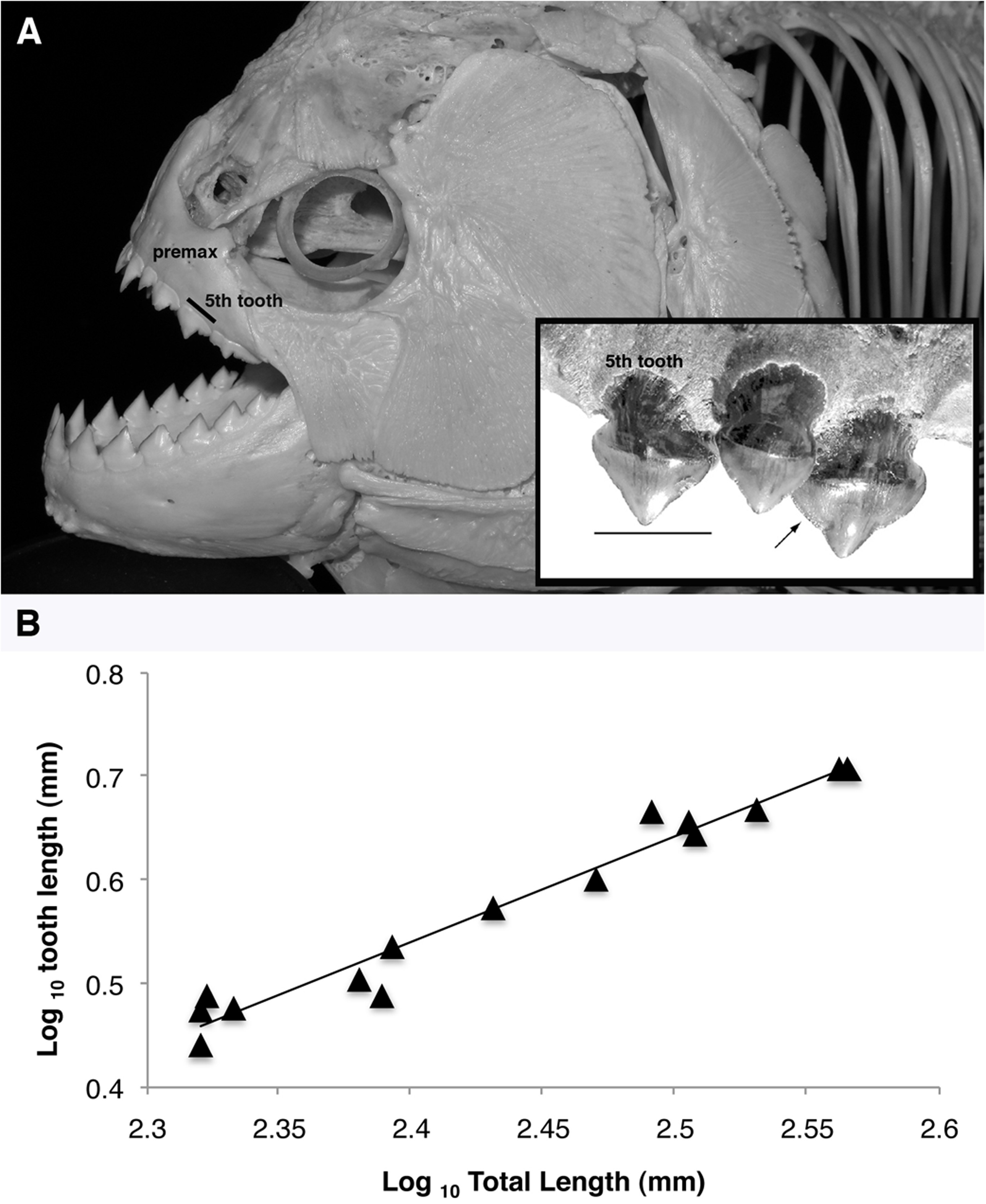 Mega-Bites: Extreme jaw forces of living and extinct piranhas  (Serrasalmidae)