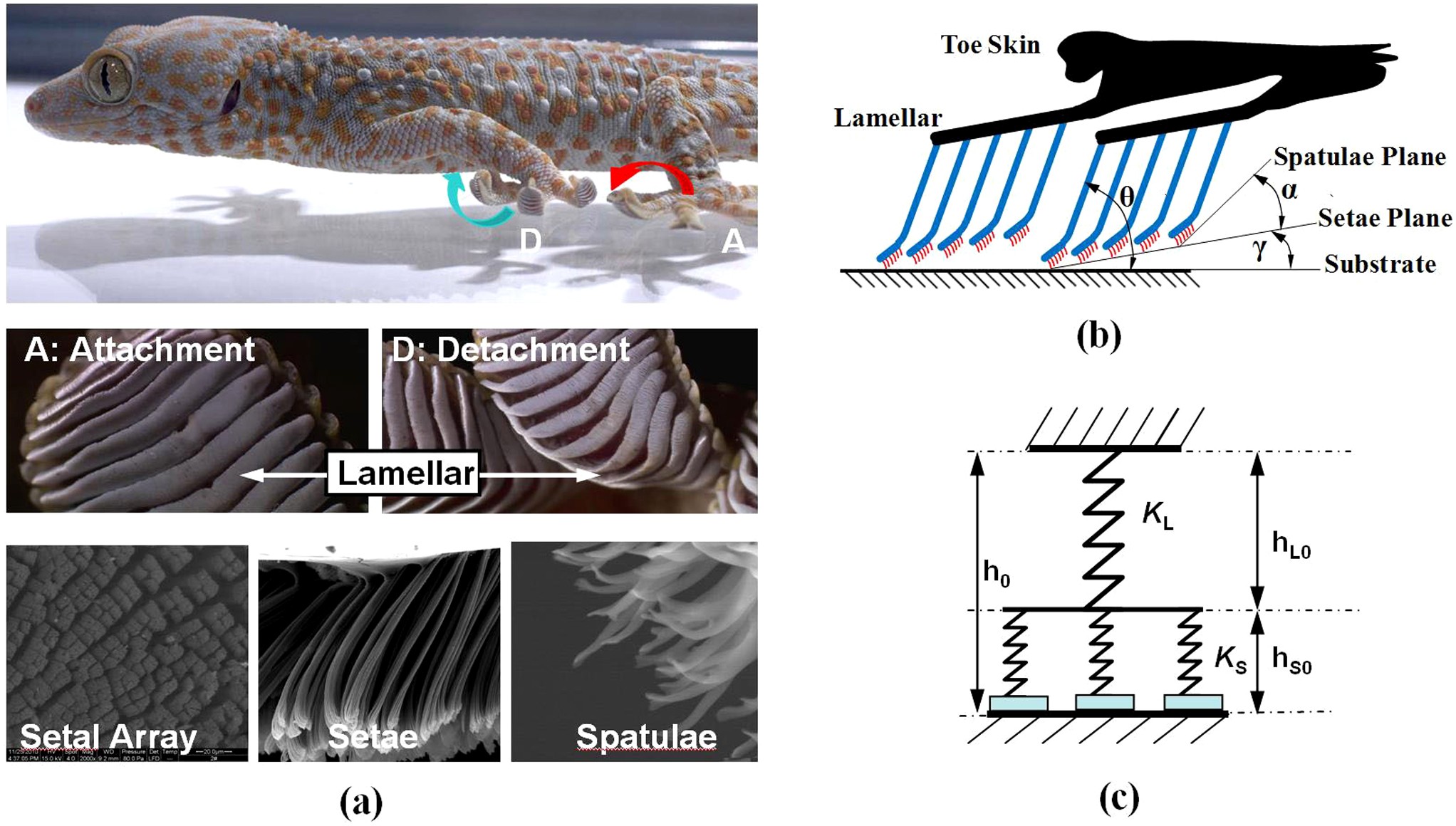 Bridging nanocontacts to macroscale gecko adhesion by sliding soft skin supported array | Reports