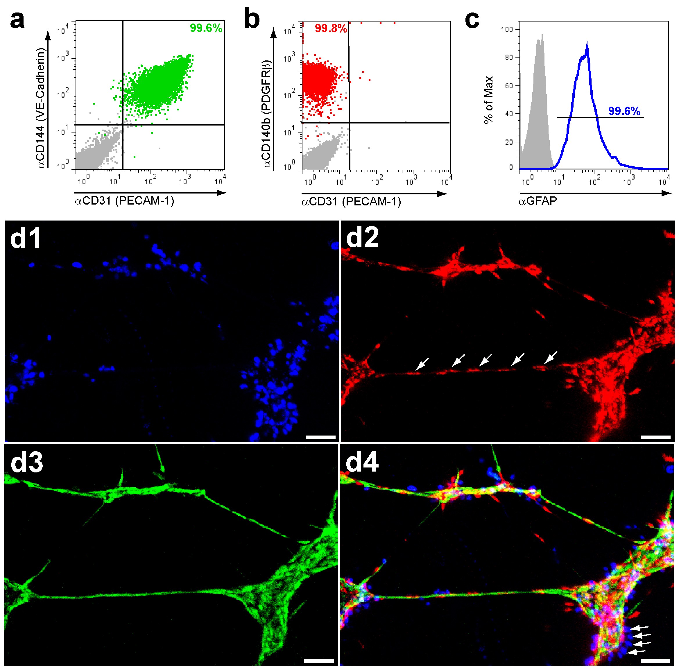 Multicellular Self-Assembled Spheroidal Model of the Blood Brain Barrier |  Scientific Reports