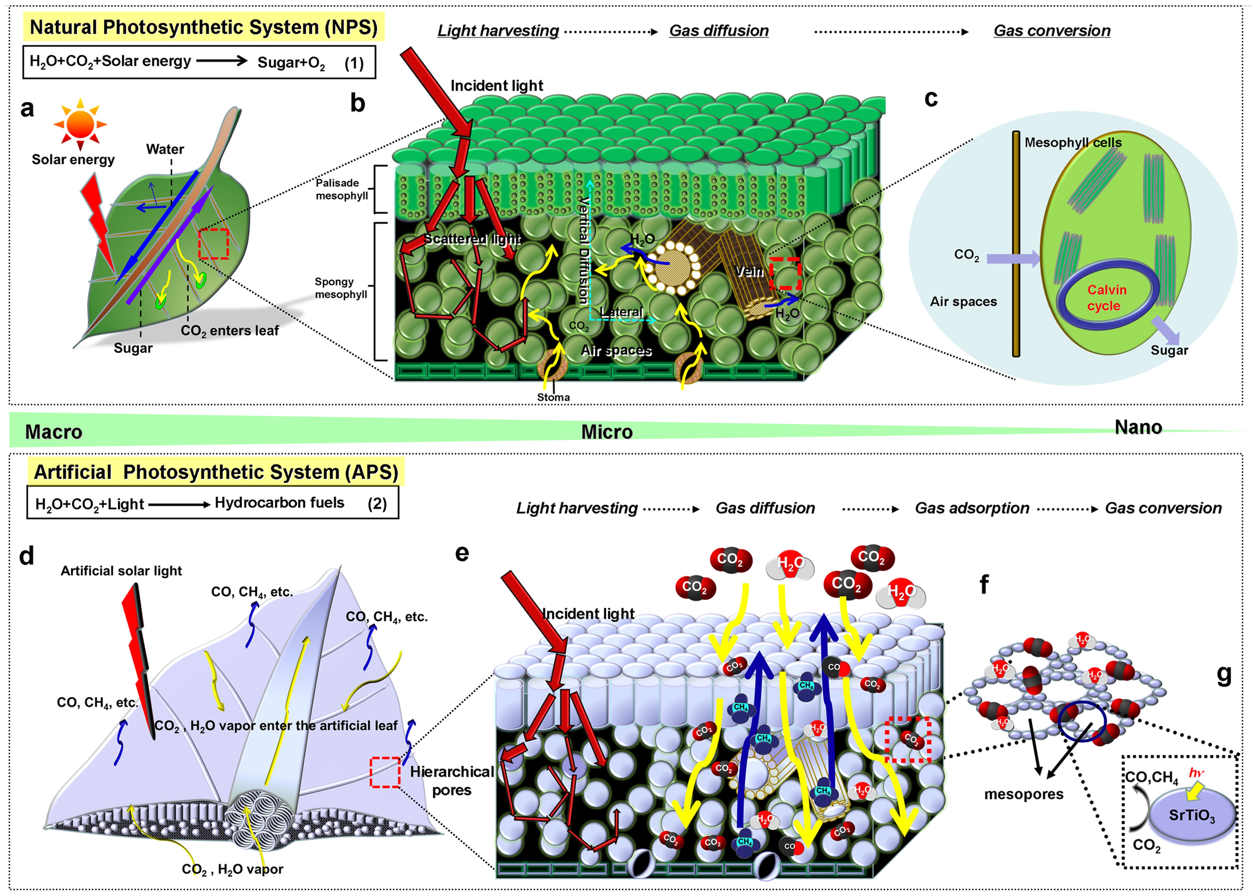 Leaf Architectured 3d Hierarchical Artificial Photosynthetic System Of Perovskite Titanates Towards Co2 Photoreduction Into Hydrocarbon Fuels Scientific Reports