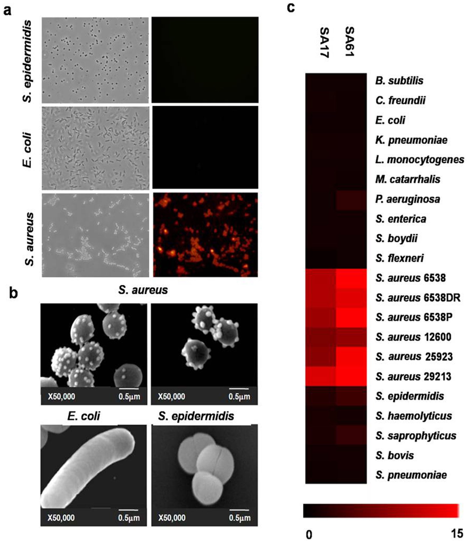 Morphology of S. epidermidis cells. Sources