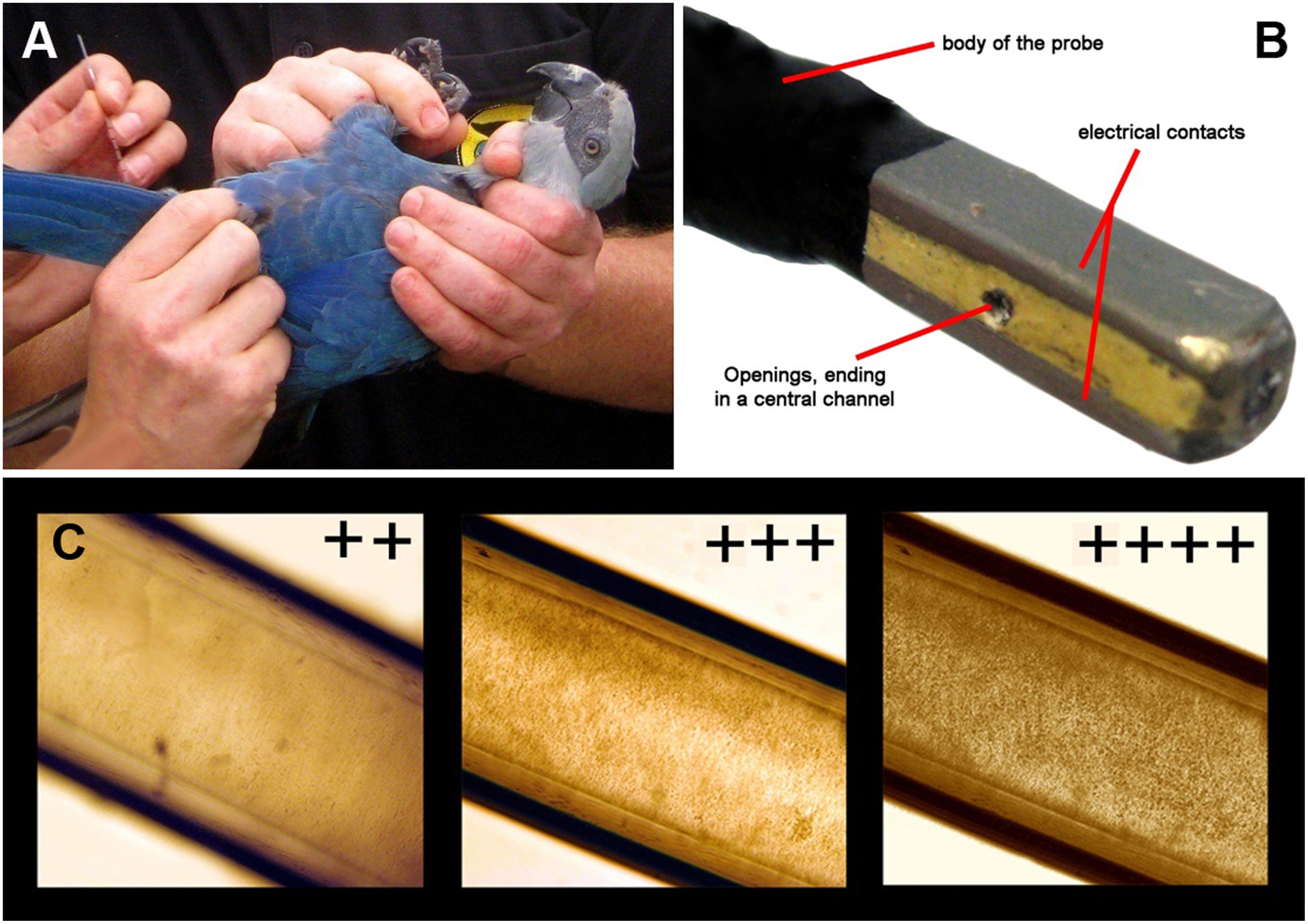 A novel method for semen collection and artificial insemination in large parrots (Psittaciformes) Scientific Reports image