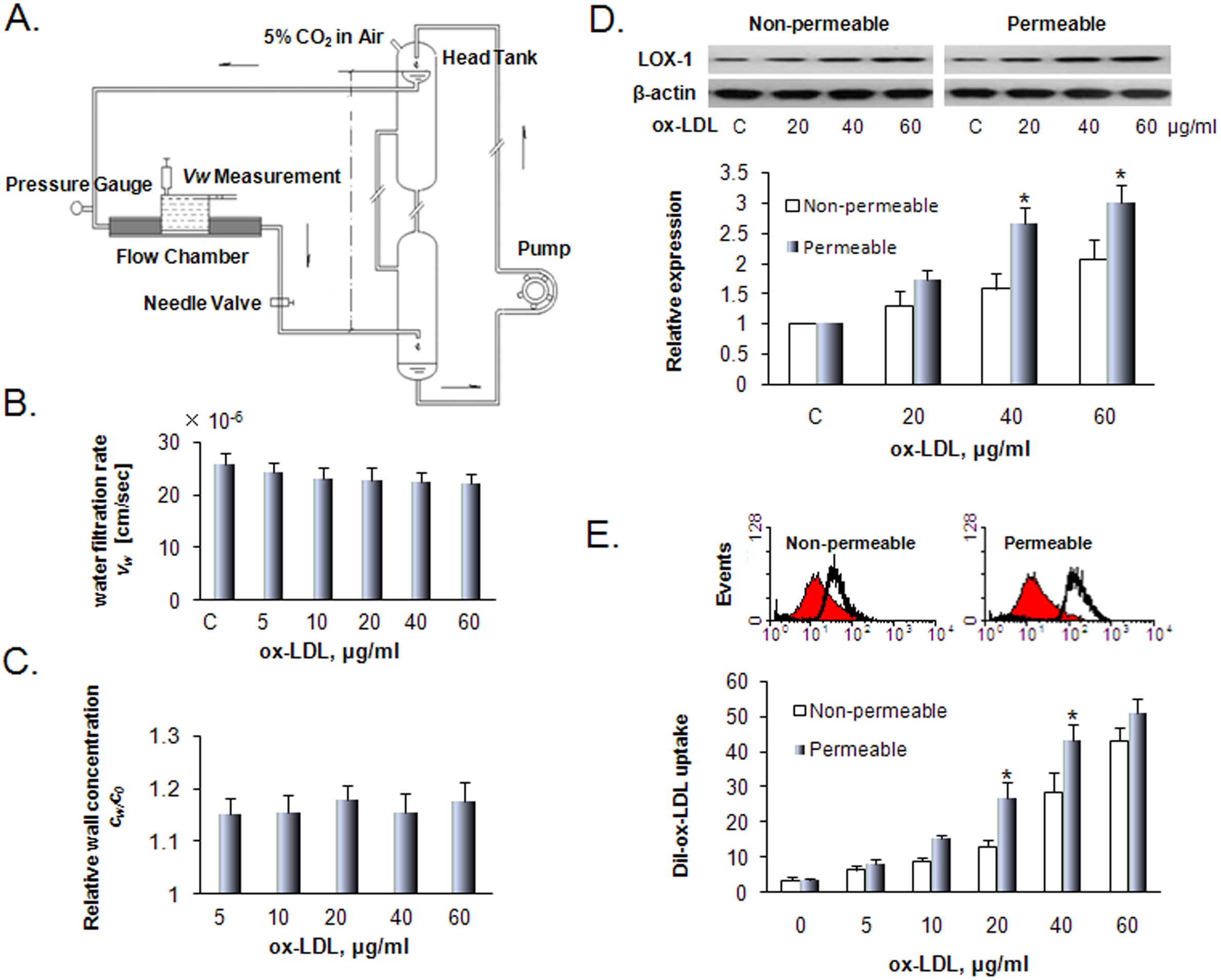 Concentration Polarization Of Ox Ldl Activates Autophagy And Concentration Polarization Of Ox Ldl Activates Autophagy And