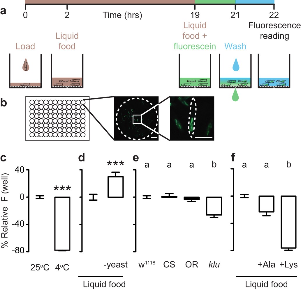 Small molecule drug screening in Drosophila identifies the 5HT2A receptor  as a feeding modulation target | Scientific Reports