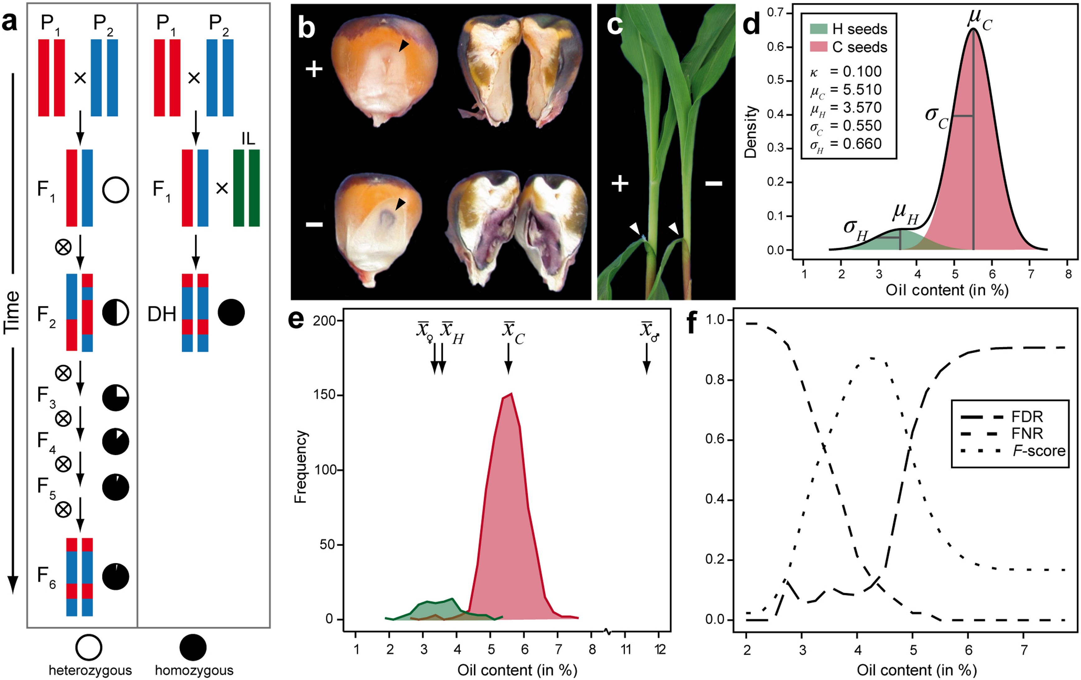 Rapid And Accurate Identification Of In Vivo-Induced Haploid Seeds Based On  Oil Content In Maize | Scientific Reports Rapid And Accurate Identification Of In Vivo-Induced Haploid Seeds Based On  Oil Content In Maize | Scientific Reports