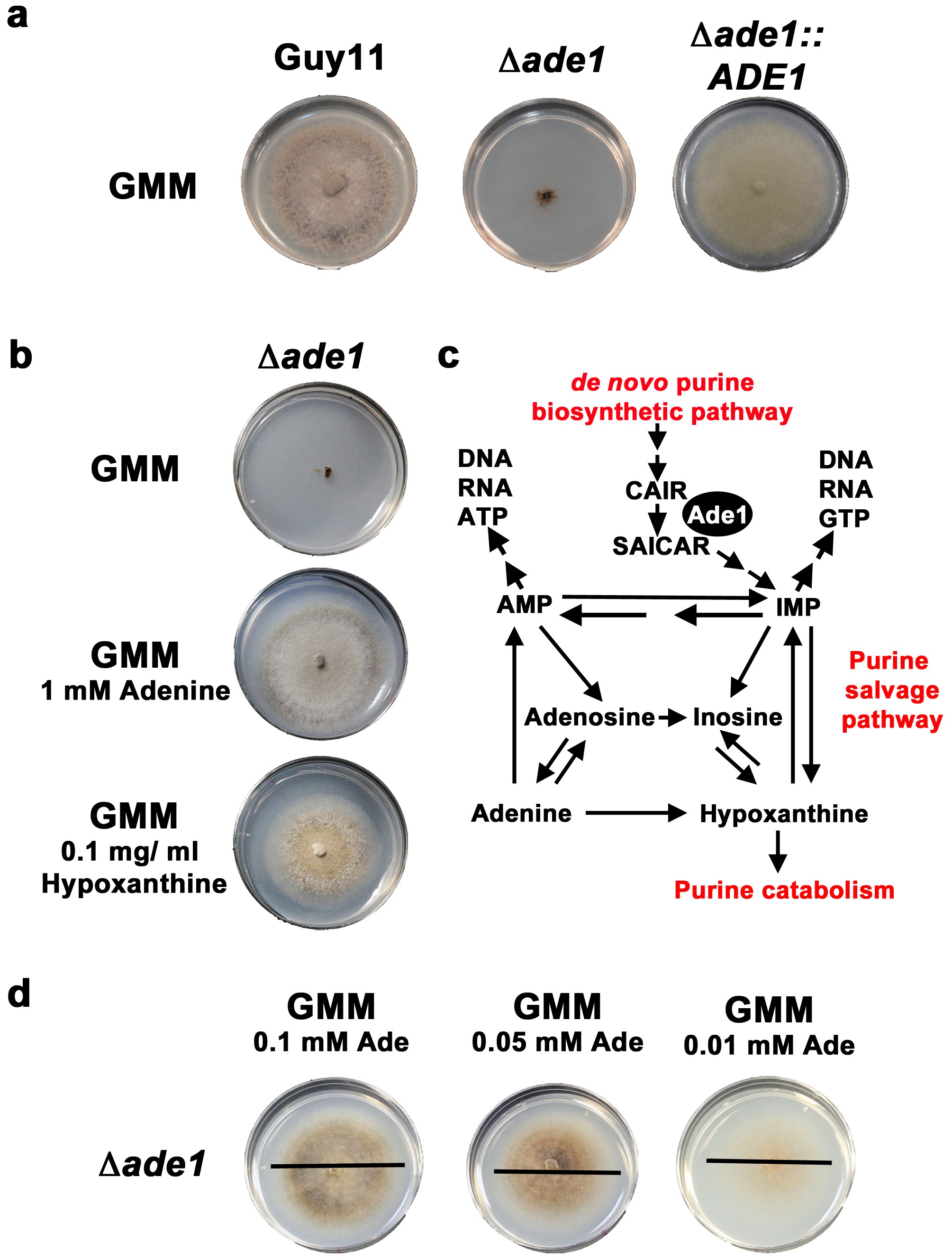 Growth in rice cells requires de novo purine biosynthesis by the blast  fungus Magnaporthe oryzae | Scientific Reports