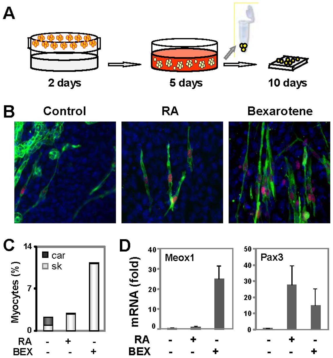 Induction of Pax3 gene expression impedes cardiac differentiation |  Scientific Reports
