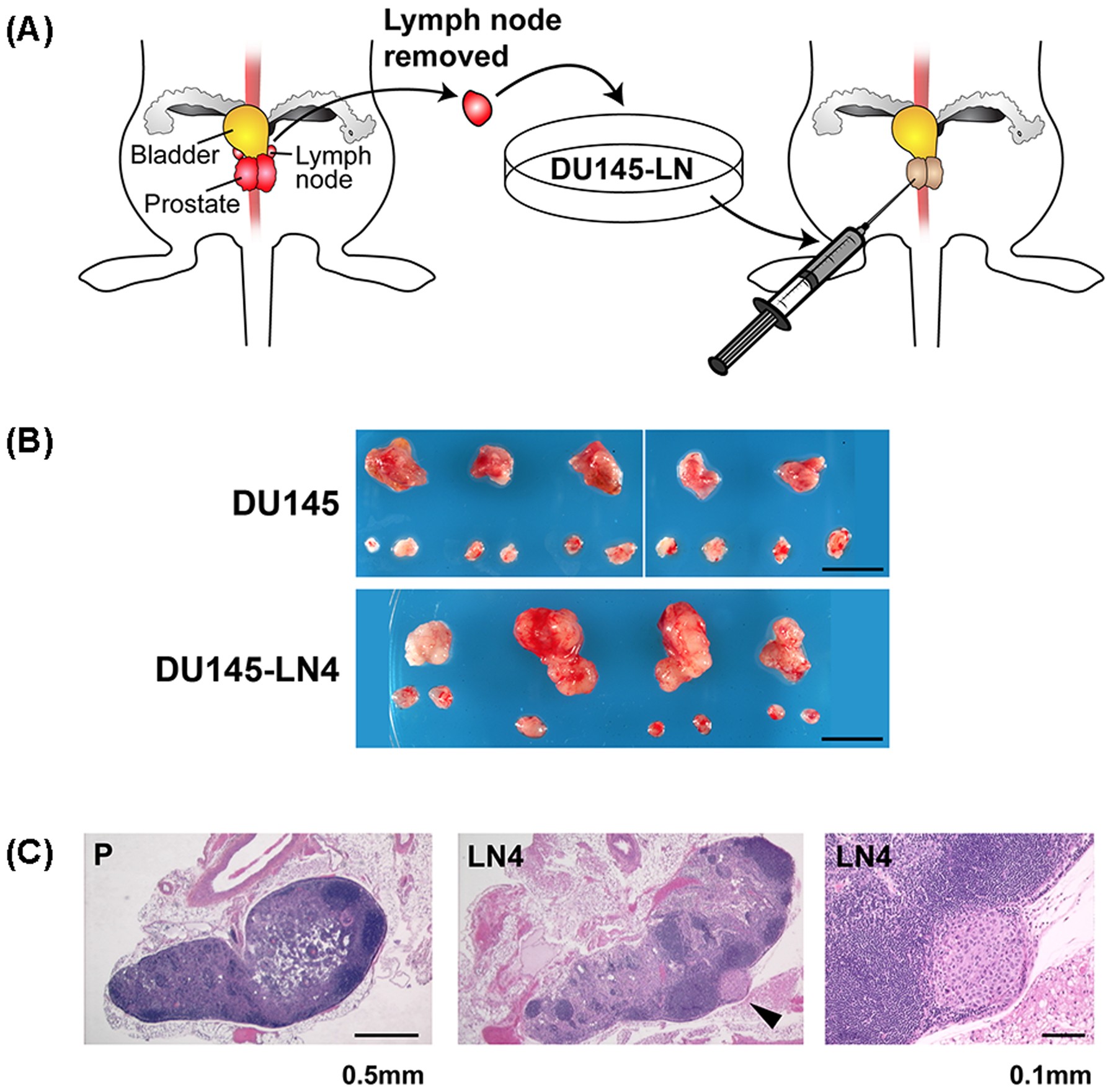 Regulation Of Epithelial Plasticity By Mir 424 And Mir 0 In A New Prostate Cancer Metastasis Model Scientific Reports Regulation Of Epithelial Plasticity By Mir 424 And Mir 0 In A New Prostate Cancer Metastasis Model Scientific Reports