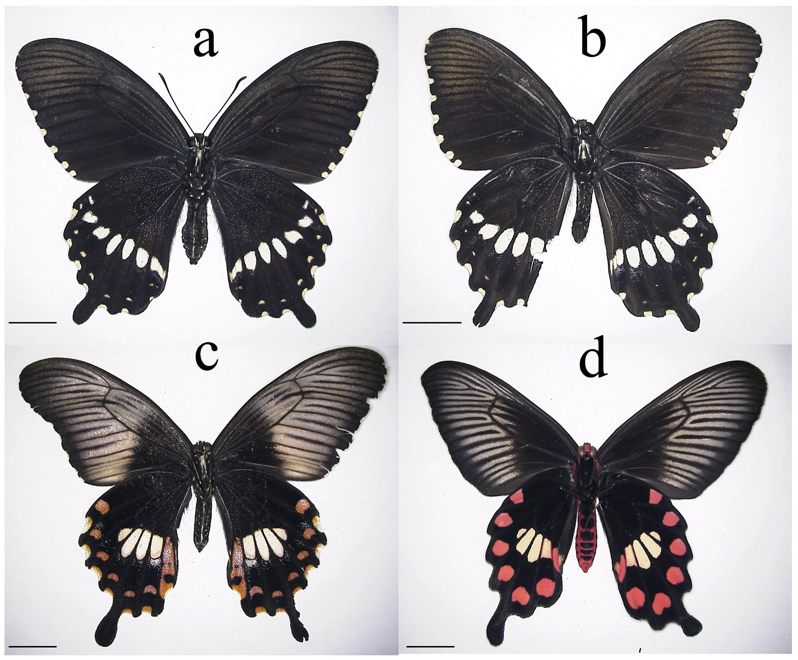 Molecular basis of wing coloration in a Batesian mimic butterfly, Papilio  polytes | Scientific Reports