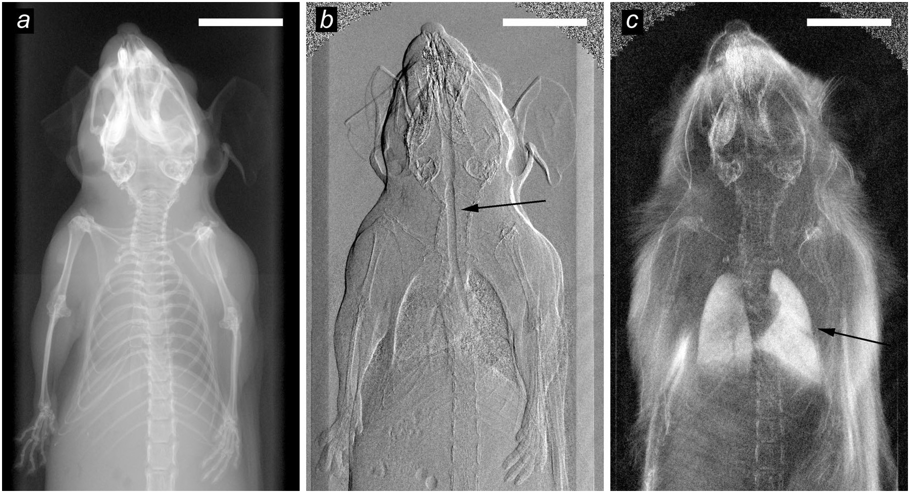 In-vivo dark-field and phase-contrast x-ray imaging | Scientific Reports