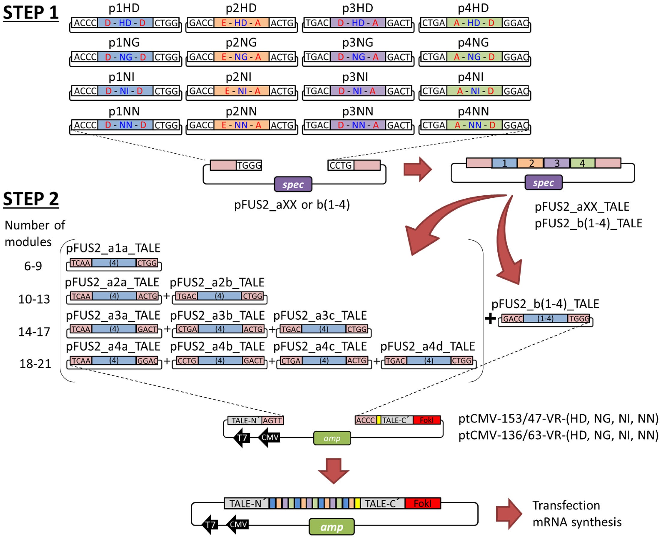 Repeating Pattern Of Non Rvd Variations In Dna Binding Modules