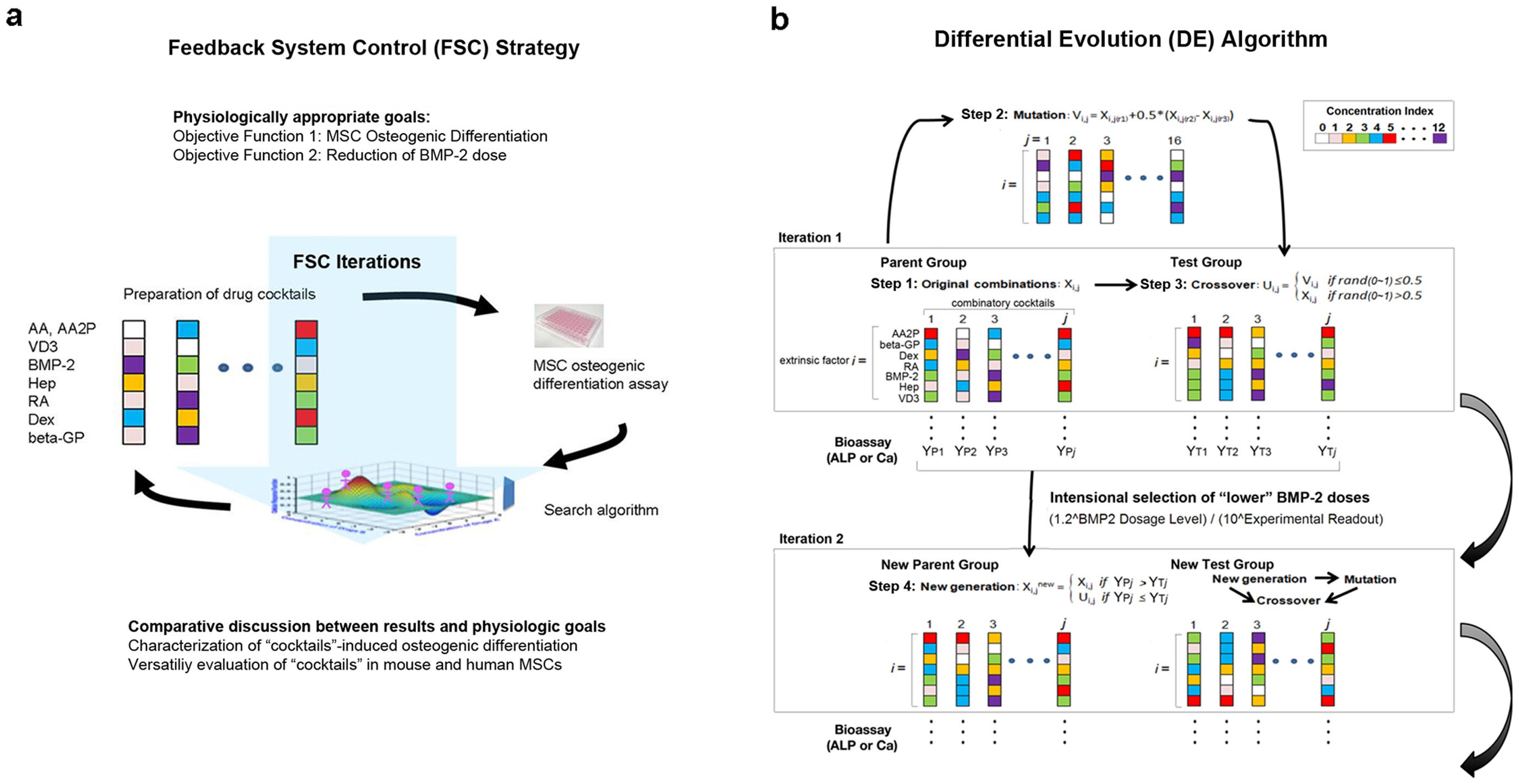 Guiding the osteogenic fate of mouse and human mesenchymal stem 