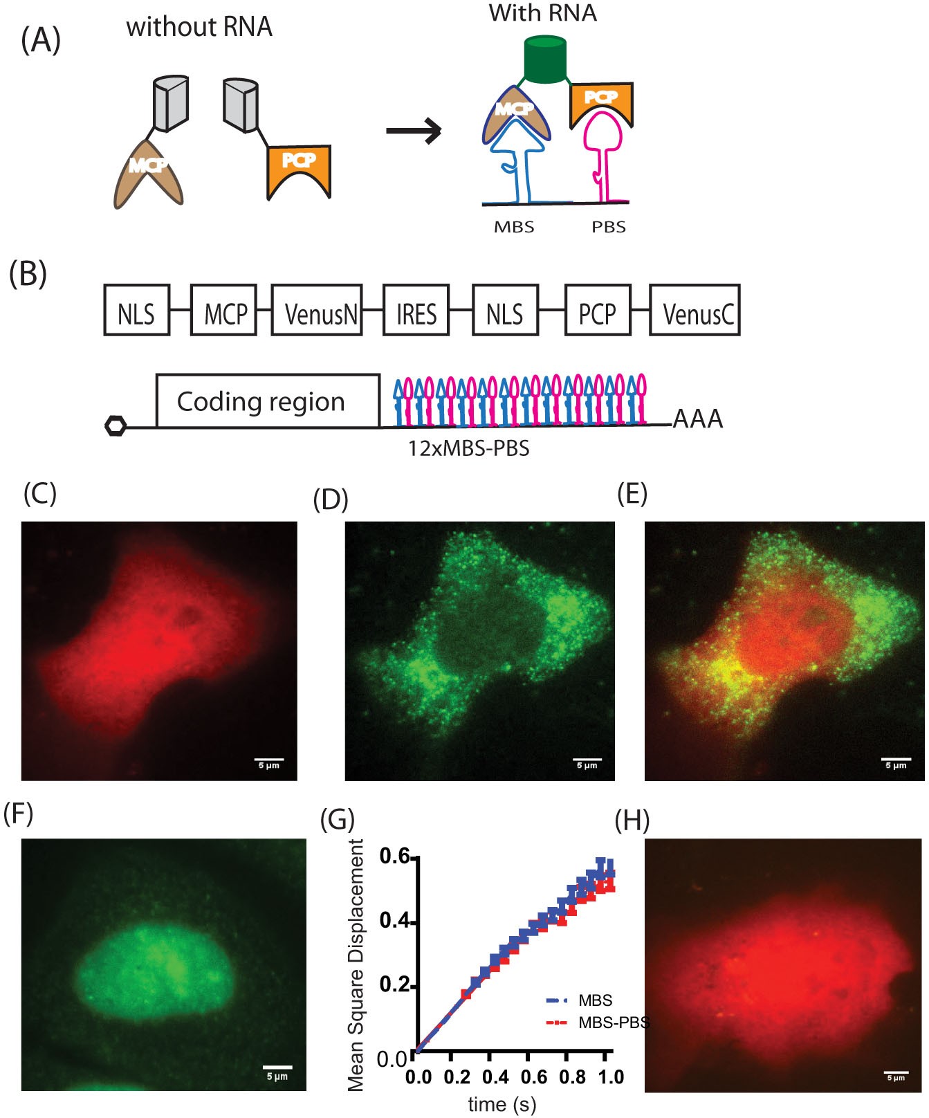 Background Free Imaging Of Single Mrnas In Live Cells Using Split Fluorescent Proteins Scientific Reports