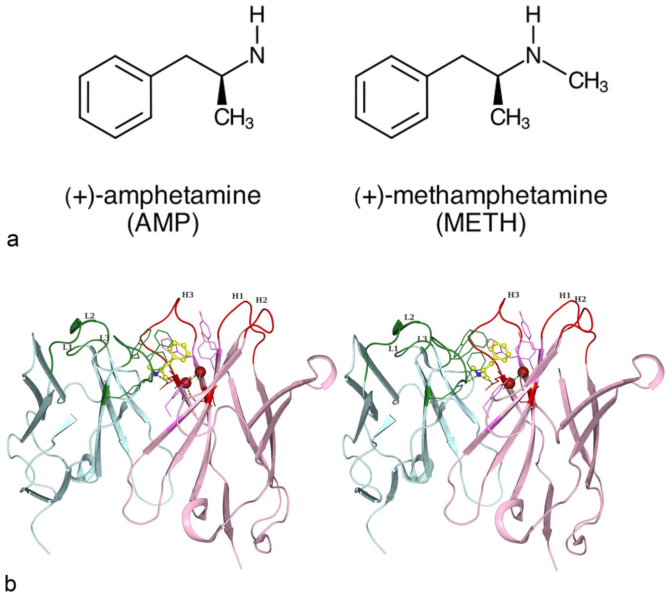 Affinity improvement of a therapeutic antibody to methamphetamine and amphetamine through structure-based antibody engineering Scientific Reports