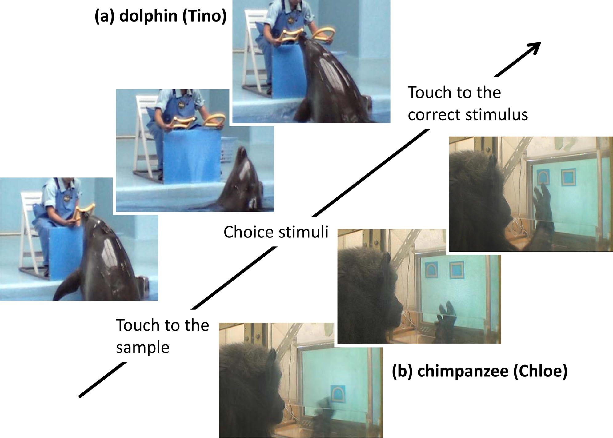 How dolphins see the world: A comparison with ch ...