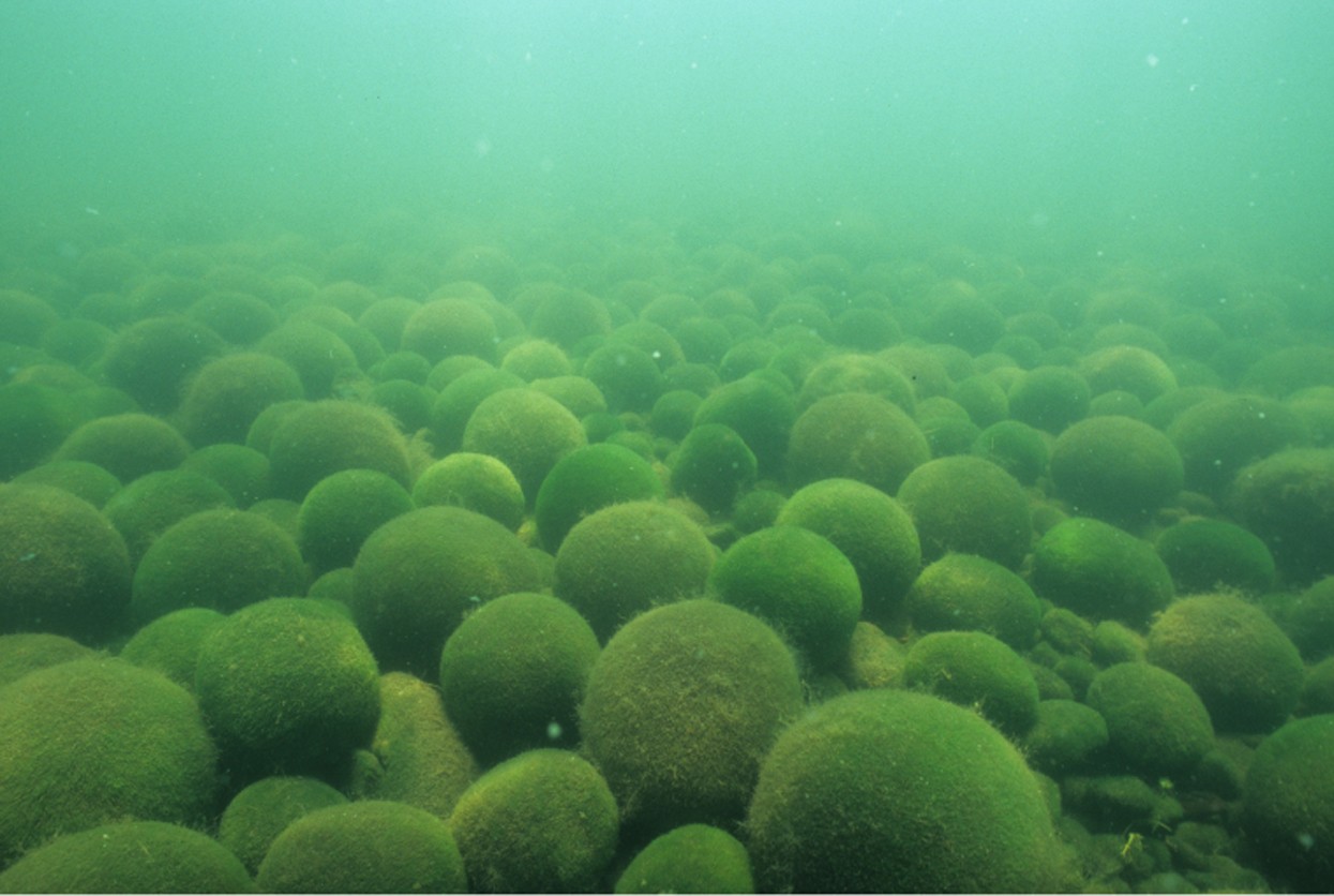 Can moss balls live in a small creek? : r/Moss