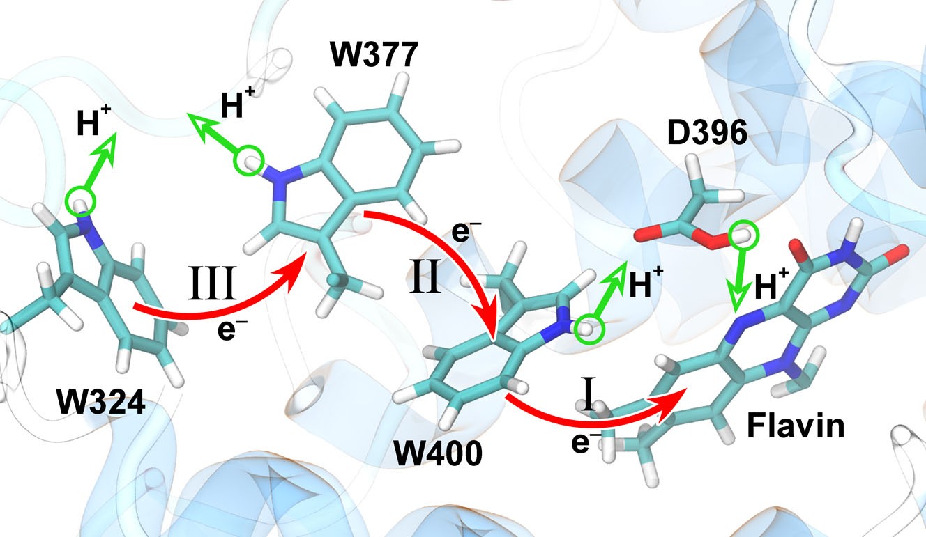 Separation of photo-induced radical pair in cryptochrome to a ...