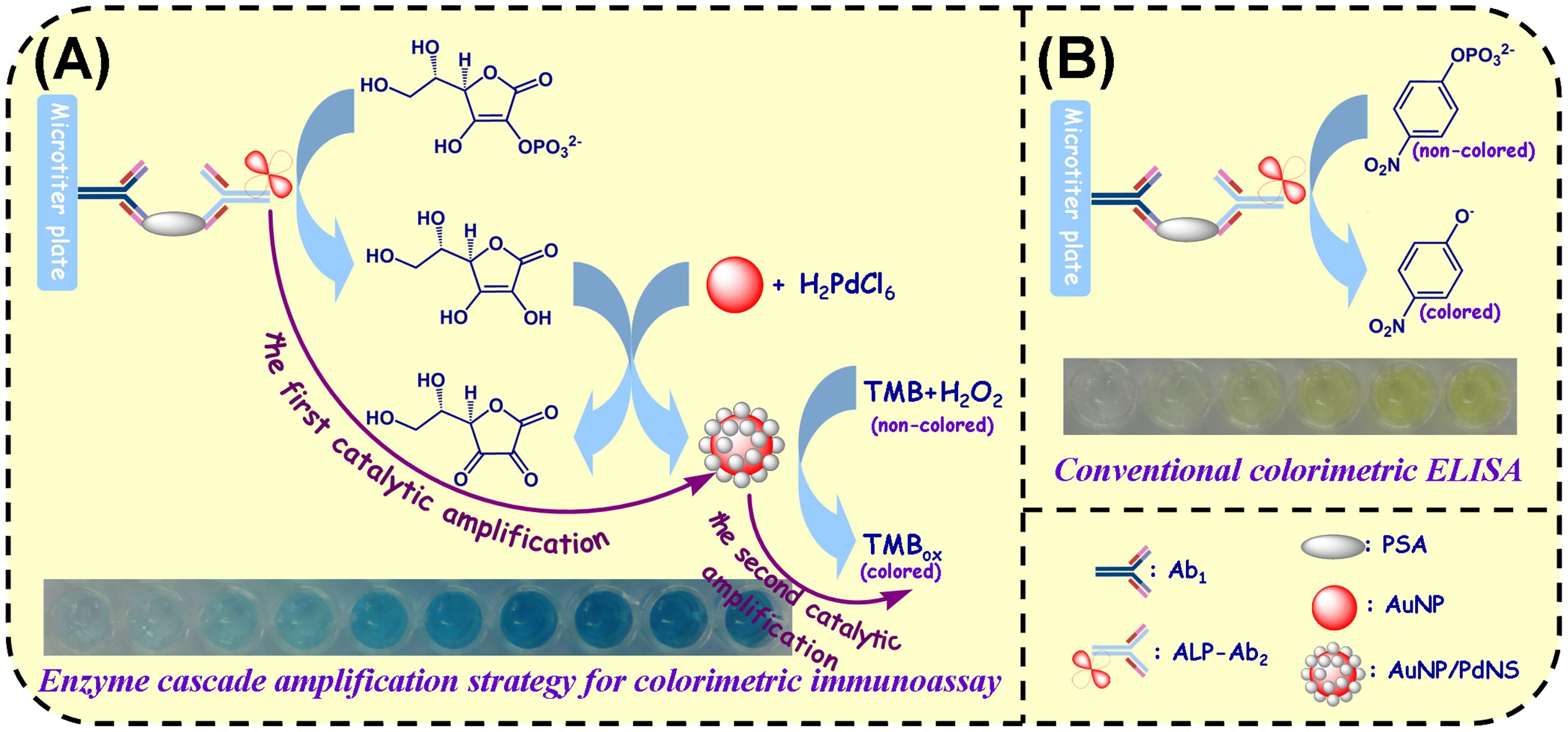 Immobilization of the IgG and Prostate Specific Antigen (PSA) on SU-8