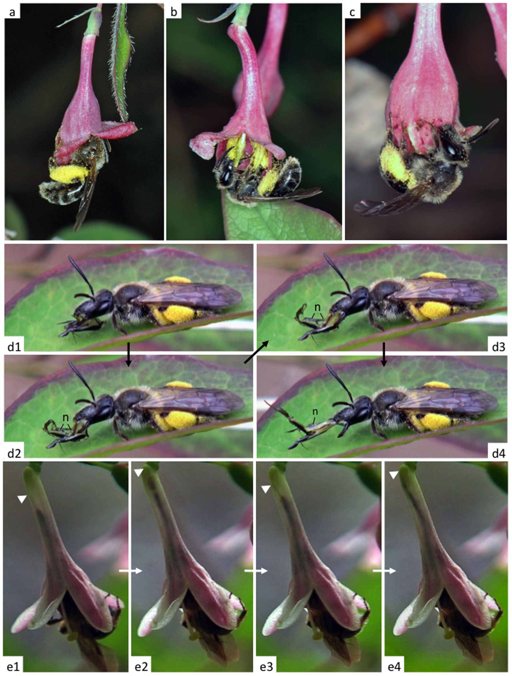 Fine-tuned Bee-Flower Coevolutionary State Hidden within Multiple  Pollination Interactions | Scientific Reports