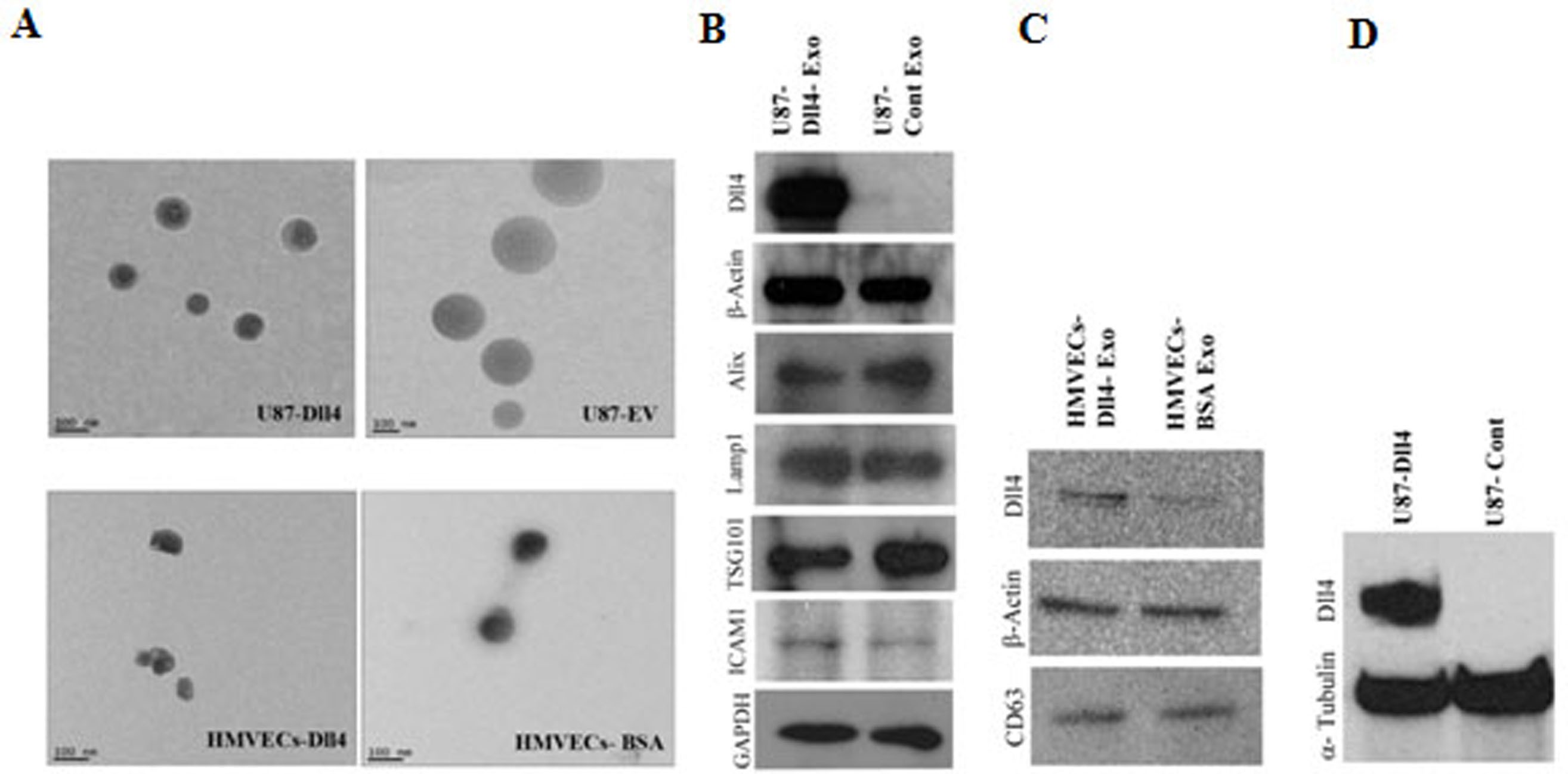 Dll4-containing exosomes induce capillary sprout retraction in a 3D  microenvironment | Scientific Reports