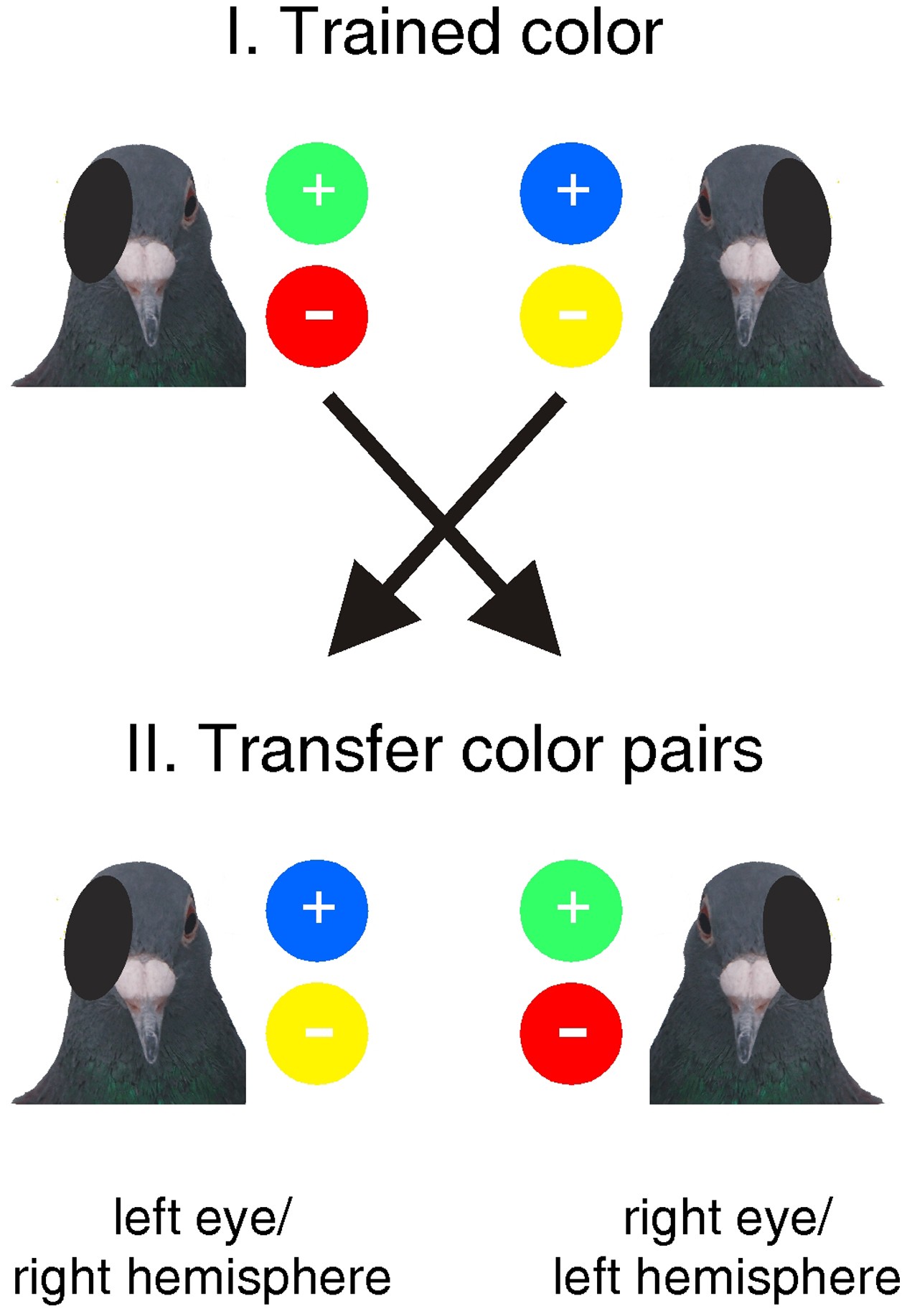 Shaping a lateralized brain: Asymmetrical light experience modulates access  to visual interhemispheric information in pigeons | Scientific Reports