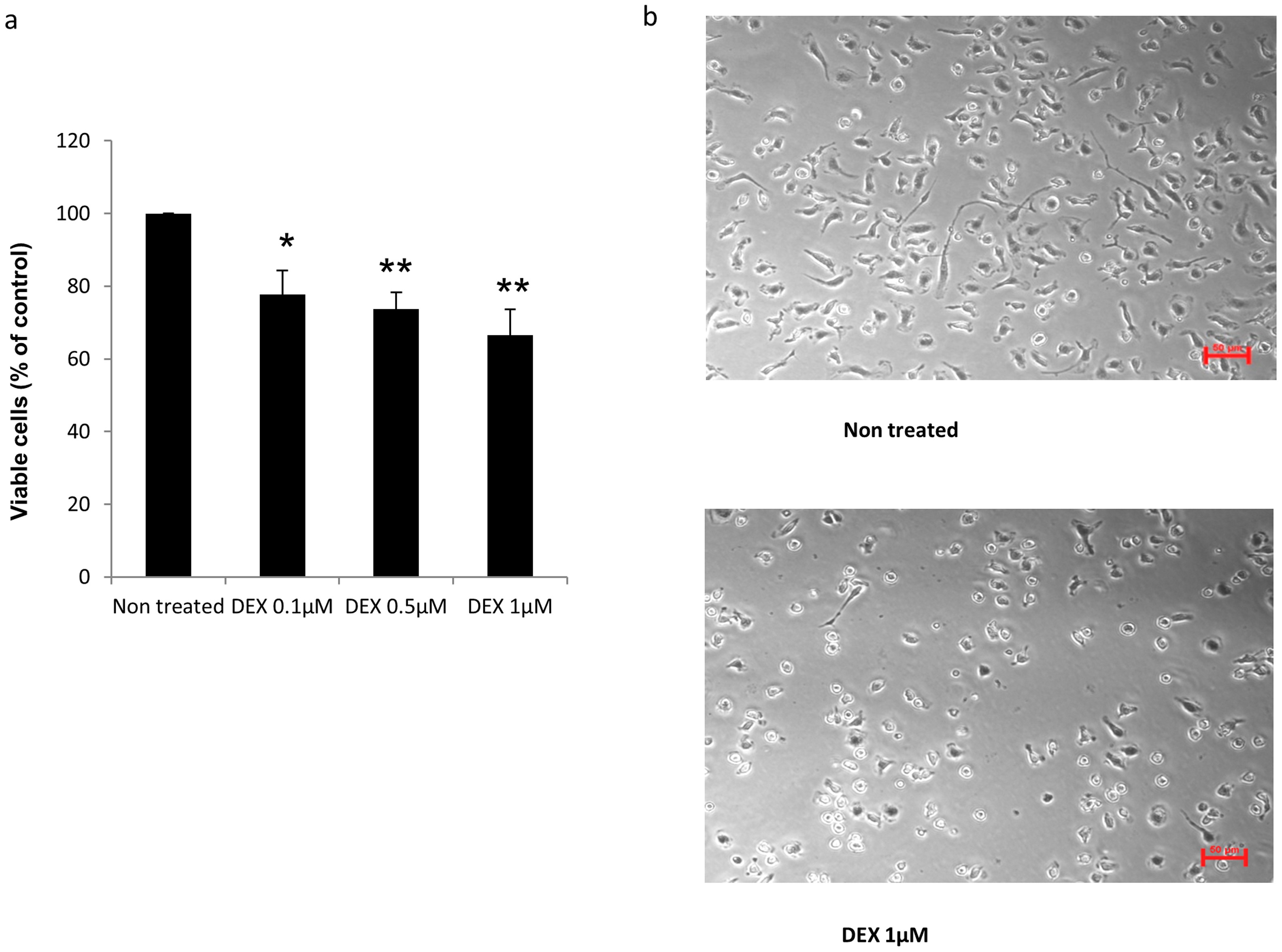 a) Fluorescence images of RAW 264.7 macrophages grown for 24 h and