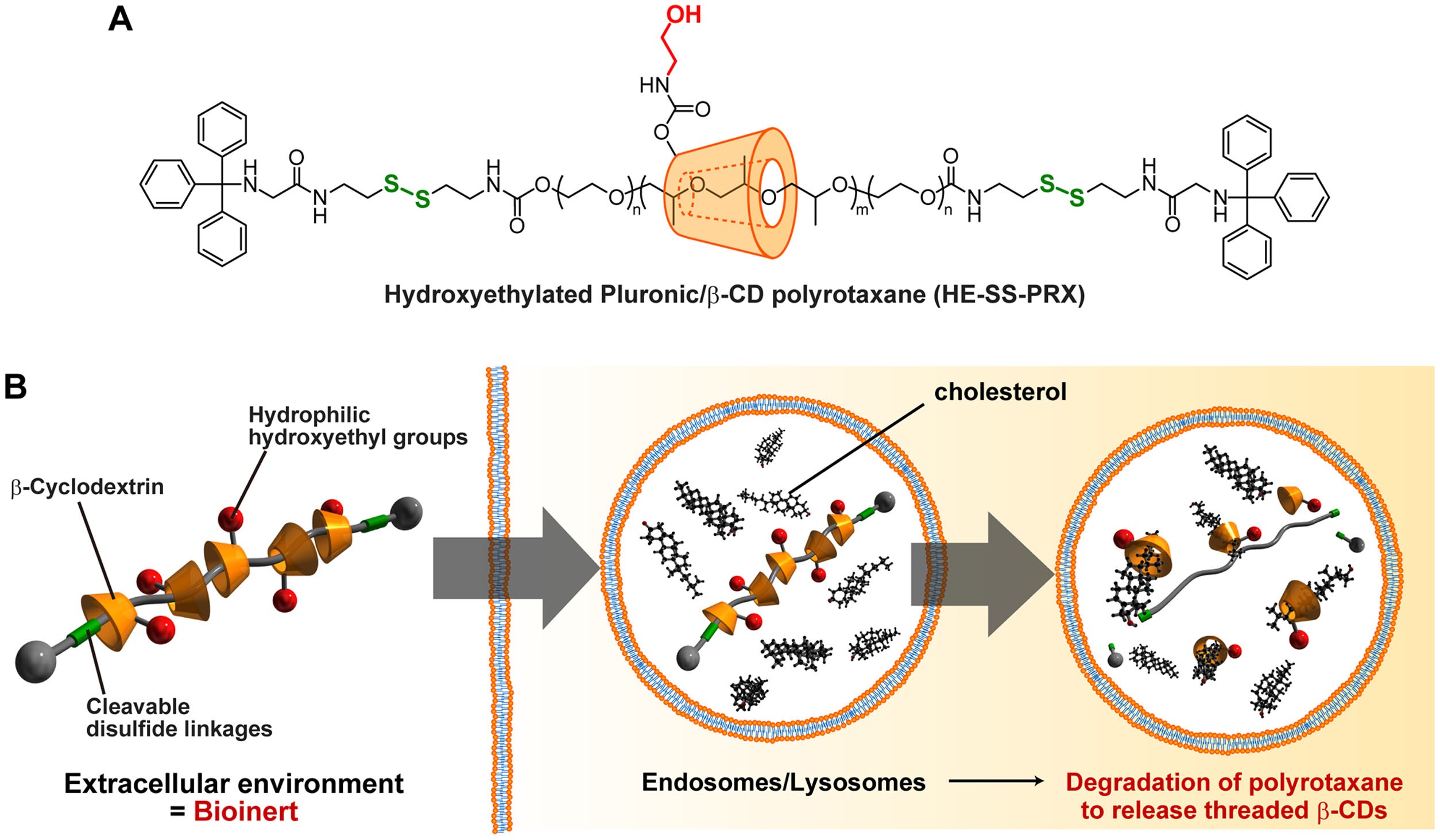 Niemann-Pick Type C Disease - NP-C Genetic Disease - Lysosomal Disease 