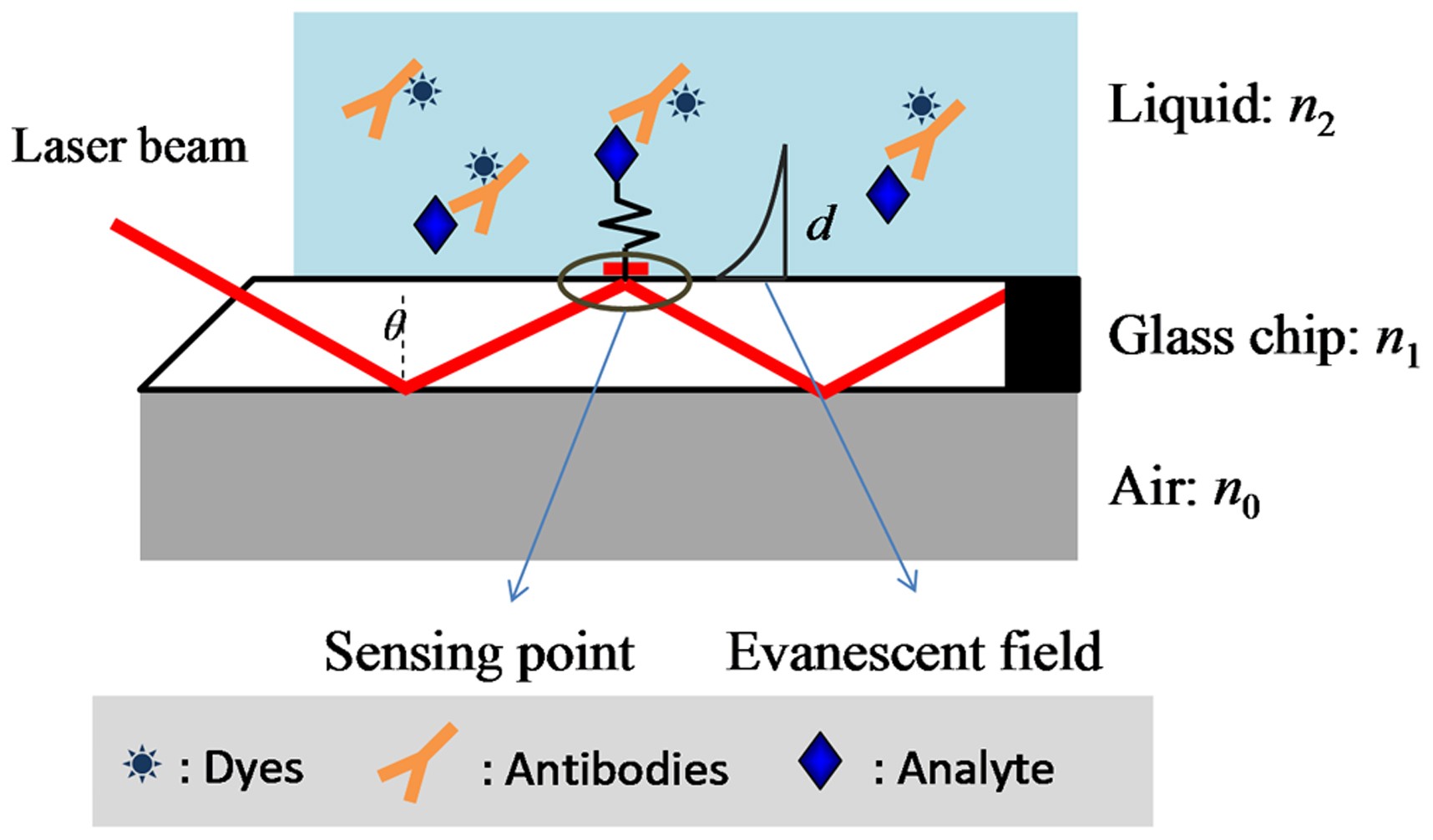 A Reusable Evanescent Wave Immunosensor For Highly Sensitive