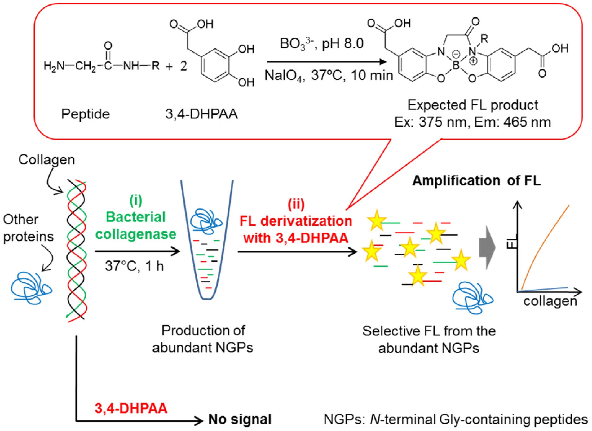Amplified and selective assay of collagens by enzymatic and fluorescent  reactions | Scientific Reports